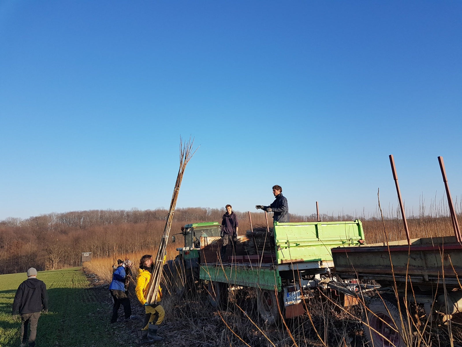 Pappelernte im Winter