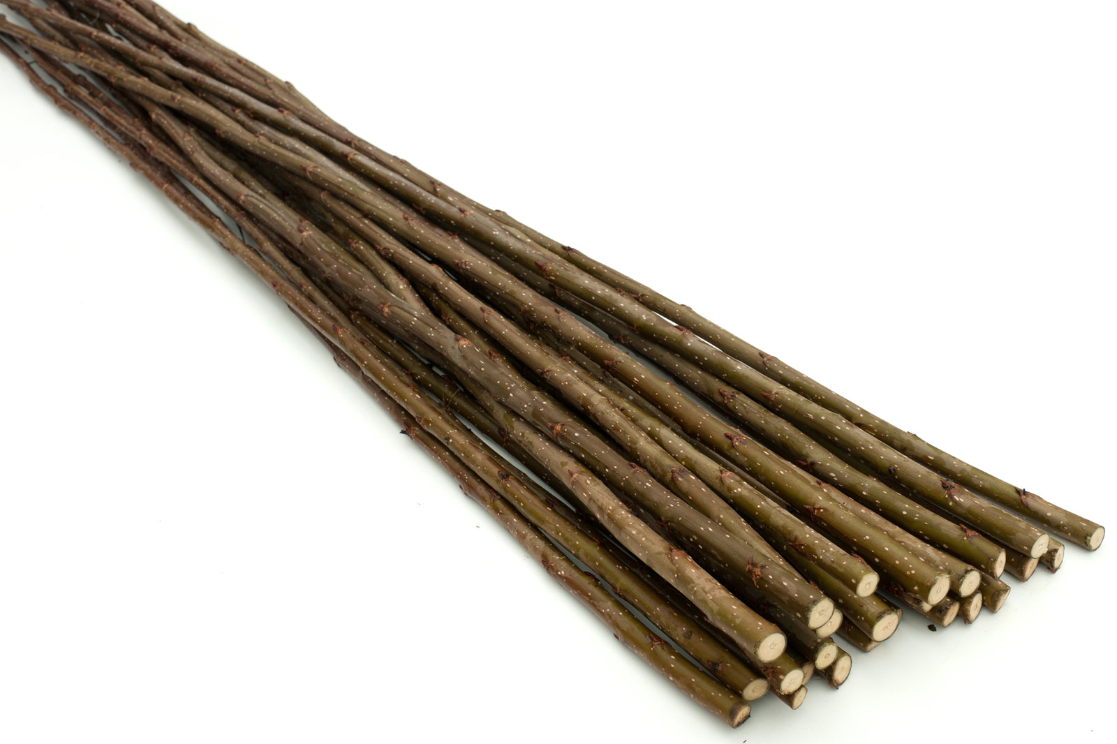 Pappel Pflanzgut 170cm lang