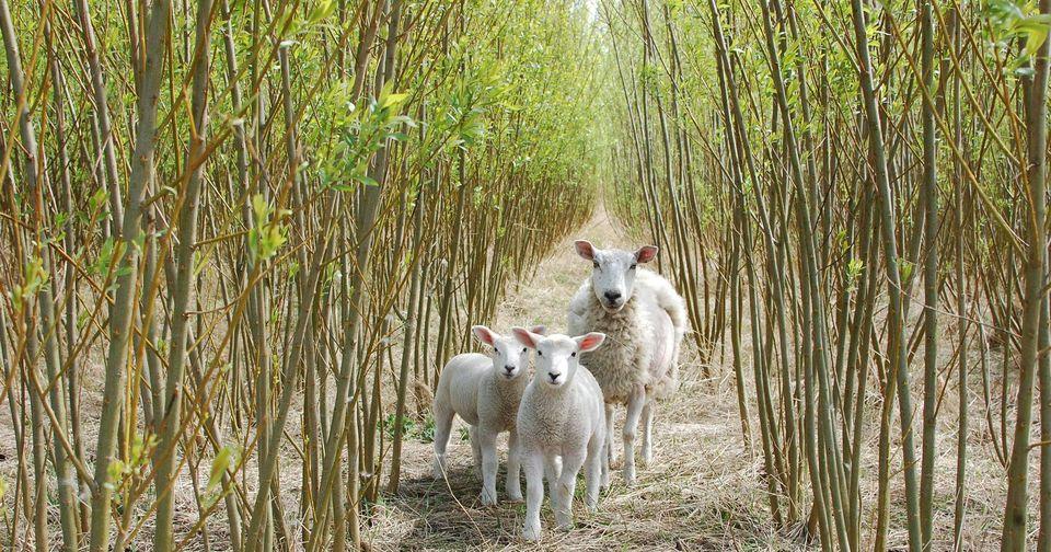 Pappelplantage als Titelbild für die FAQ Seite von Lignoplant