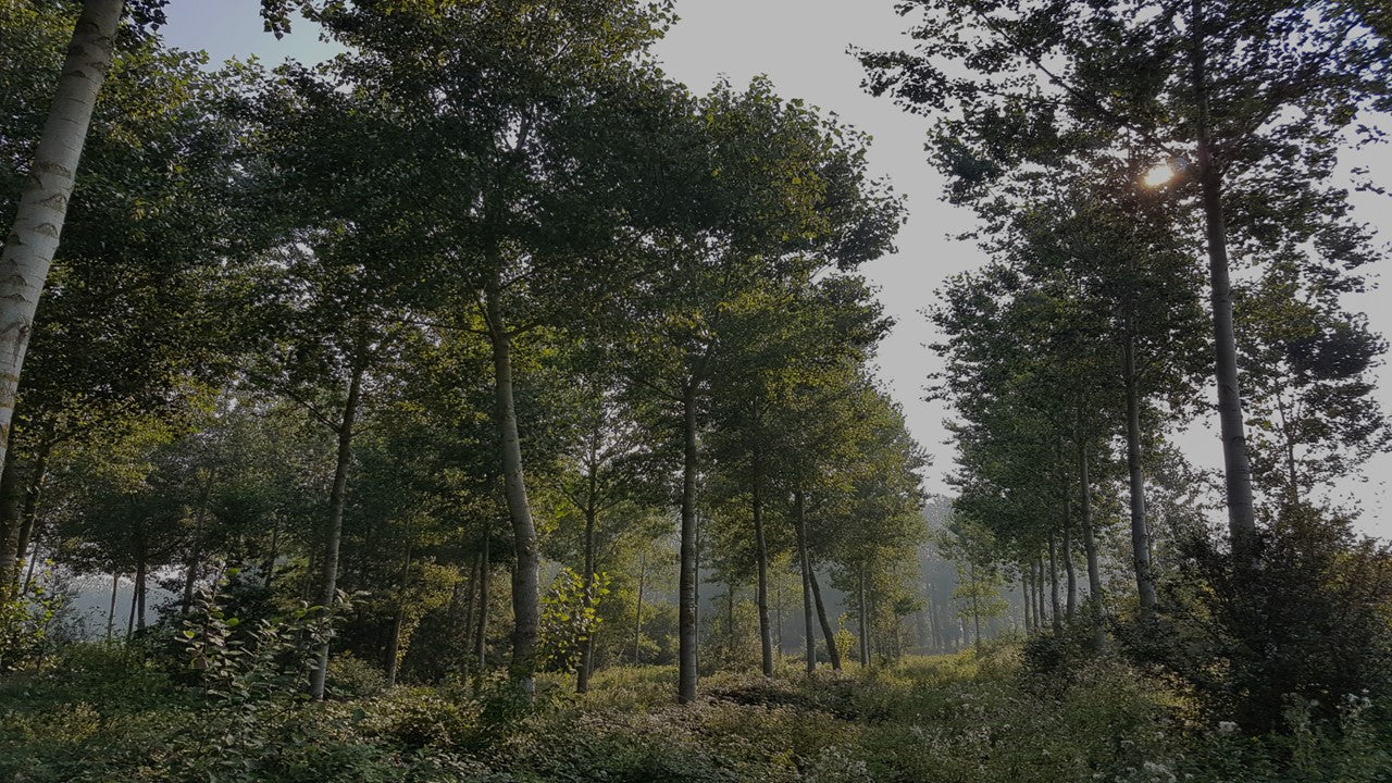 Pappelwald mit Textoverlay über die Unternehmensphilosophie der Lignovis GmbH